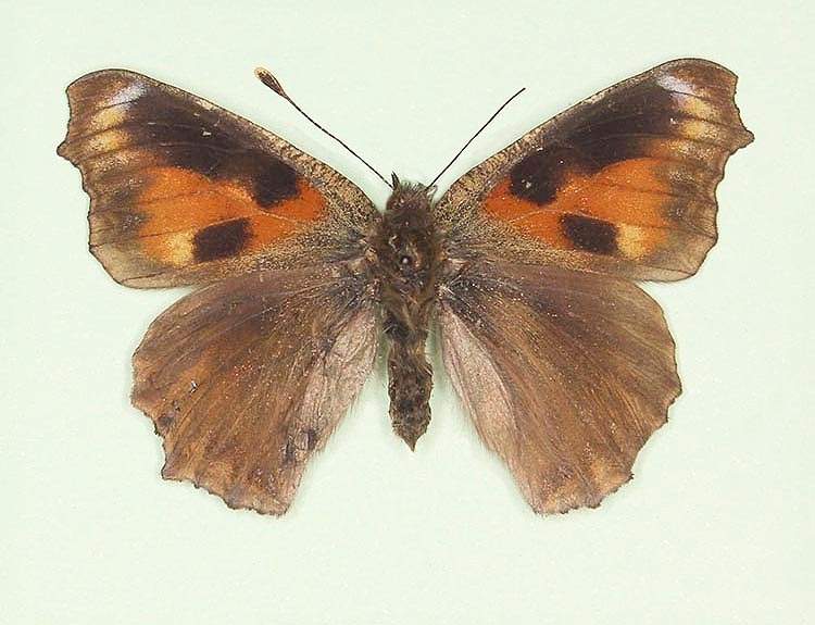 Aglais urticae female (aberrant form cold shock 2) (Internet Image property of respective owner, non-commercial use only)
